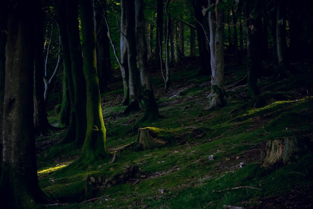 a forest with moss and trees