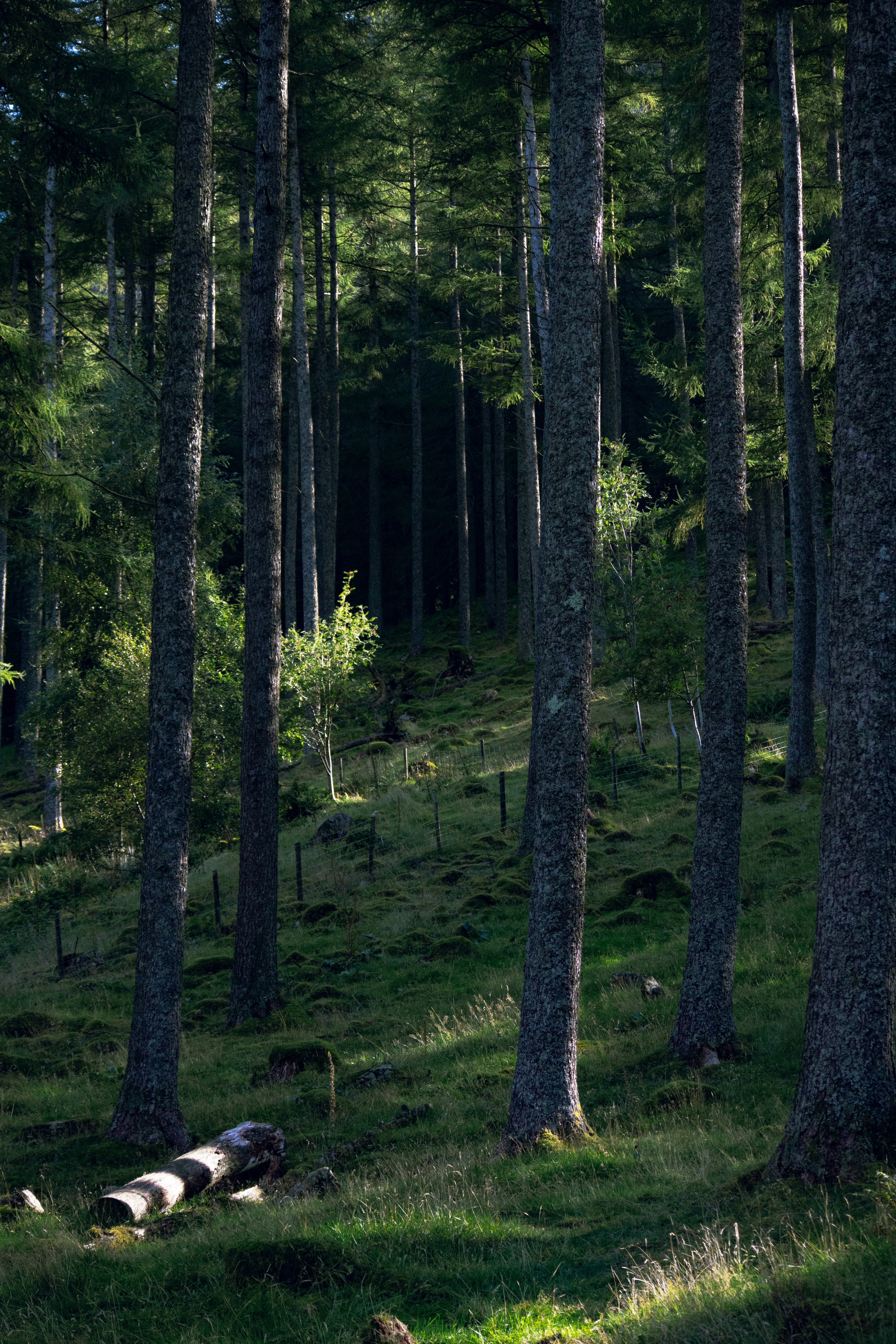 Photo by matchaforest