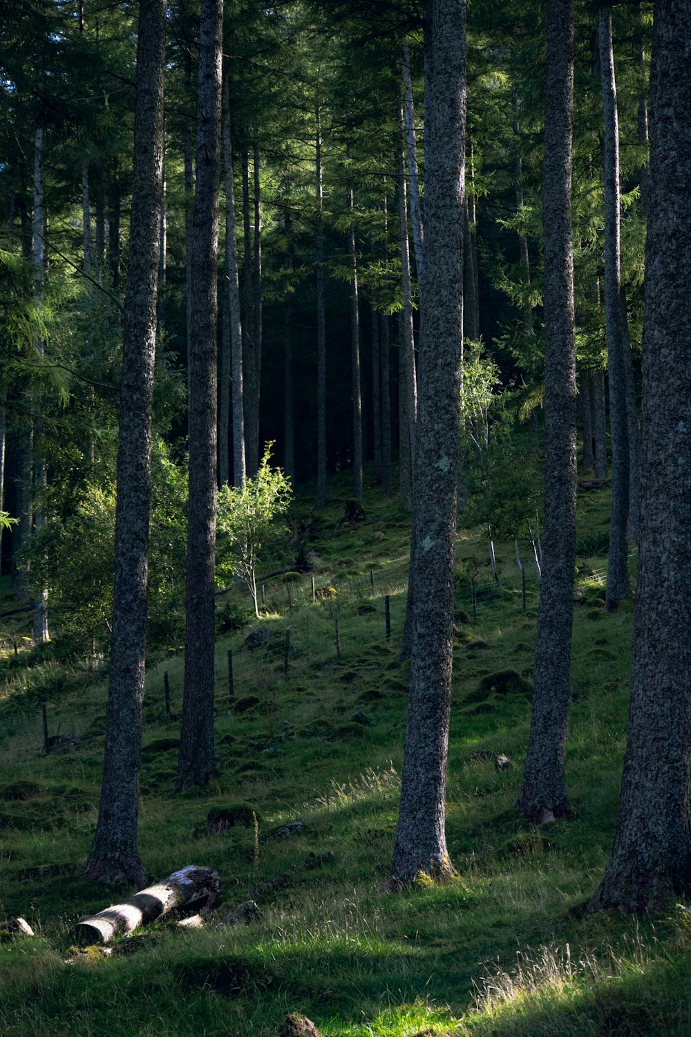 a forest with tall trees