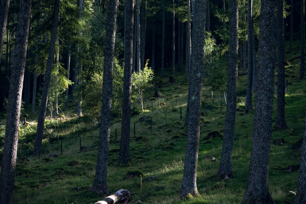 a grassy area with trees around it