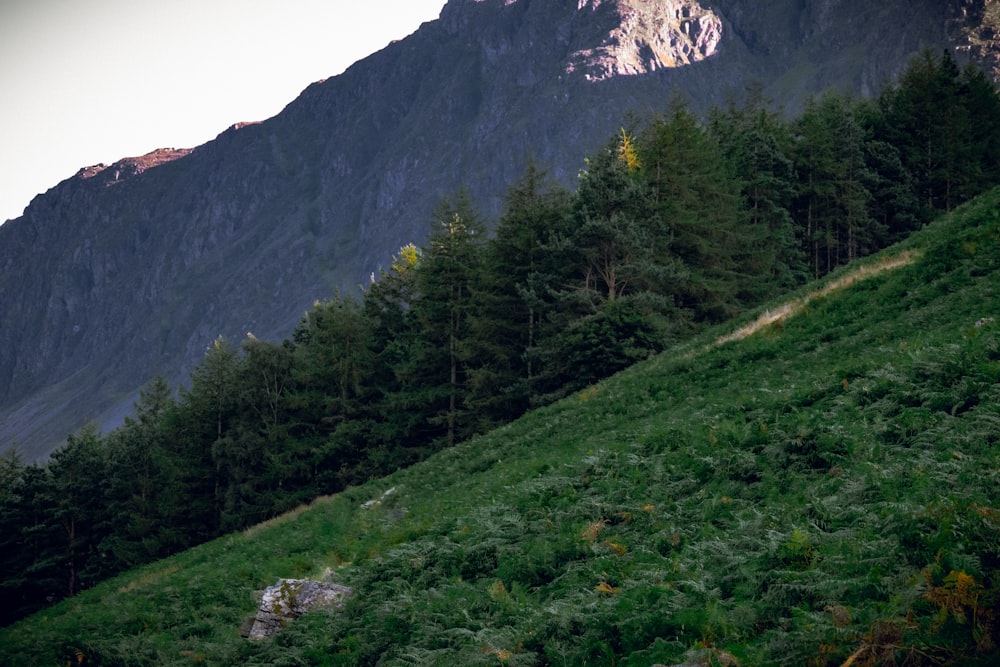 a grassy hill with trees and mountains in the background