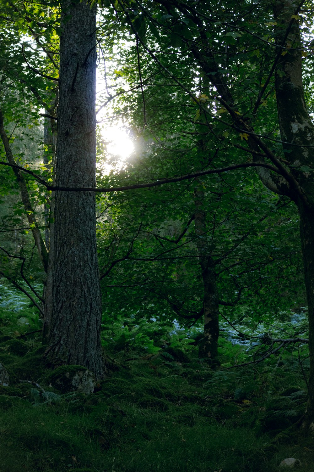 a forest with trees