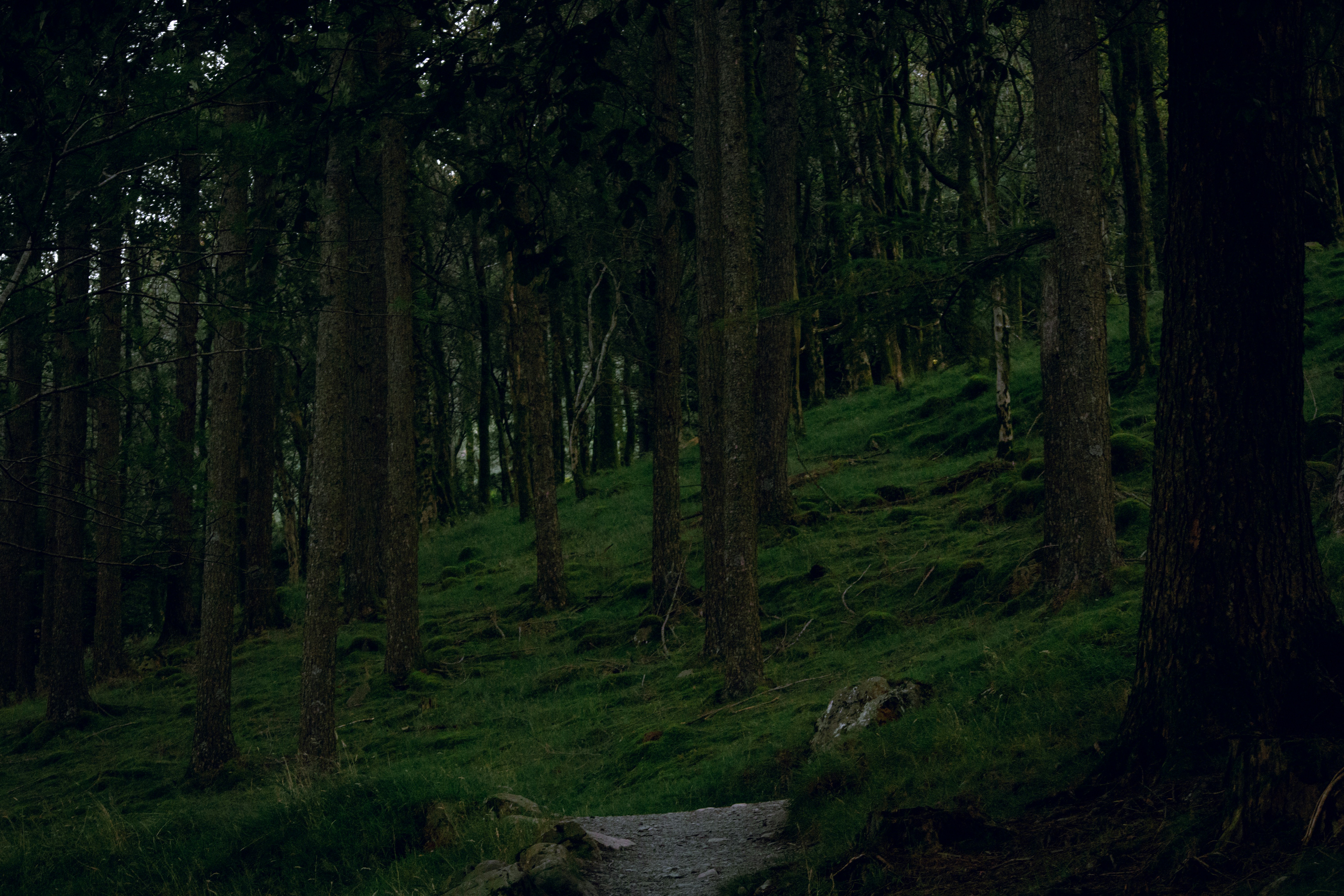 a forest with trees