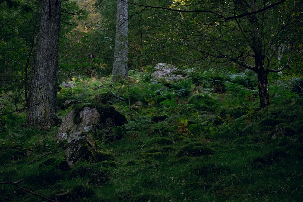 Une forêt avec des arbres et des rochers