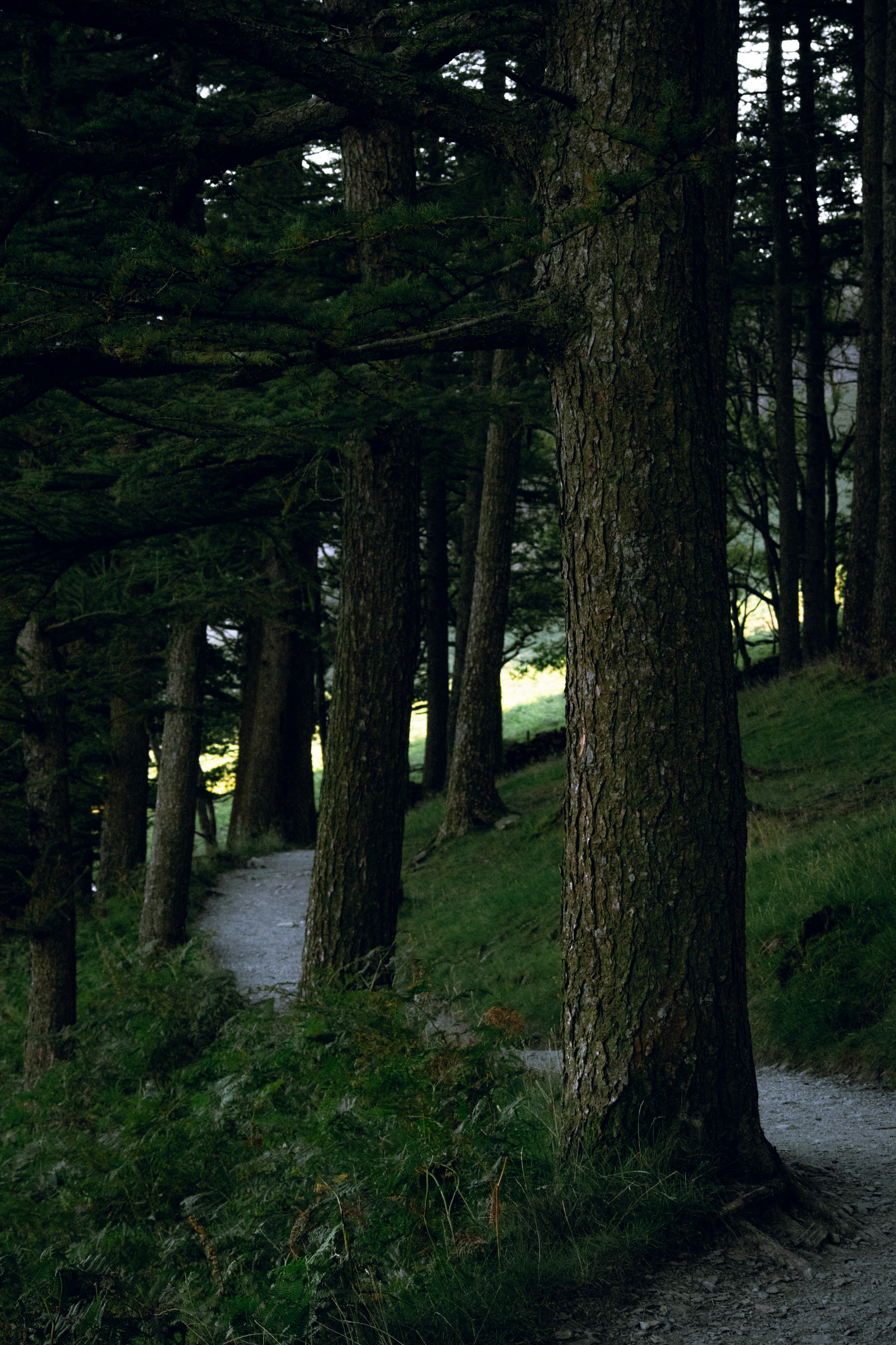 a path through a forest