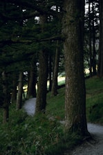 a path through a forest