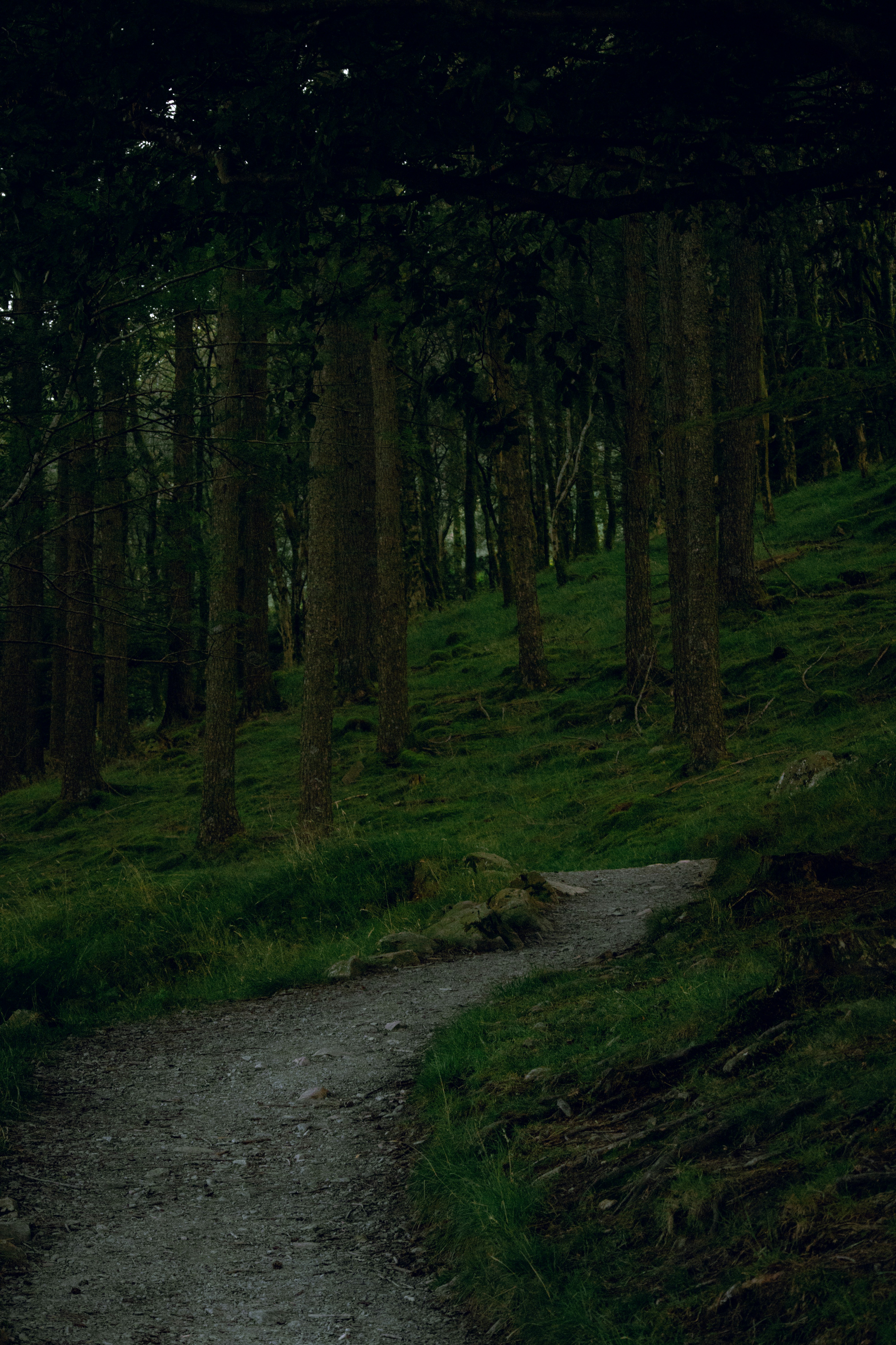 a dirt road in a forest