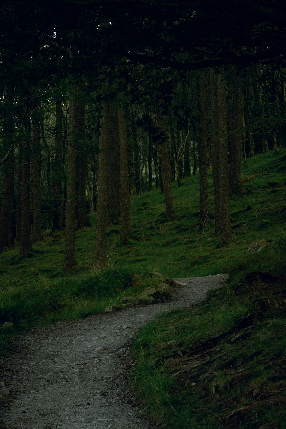 a dirt road in a forest