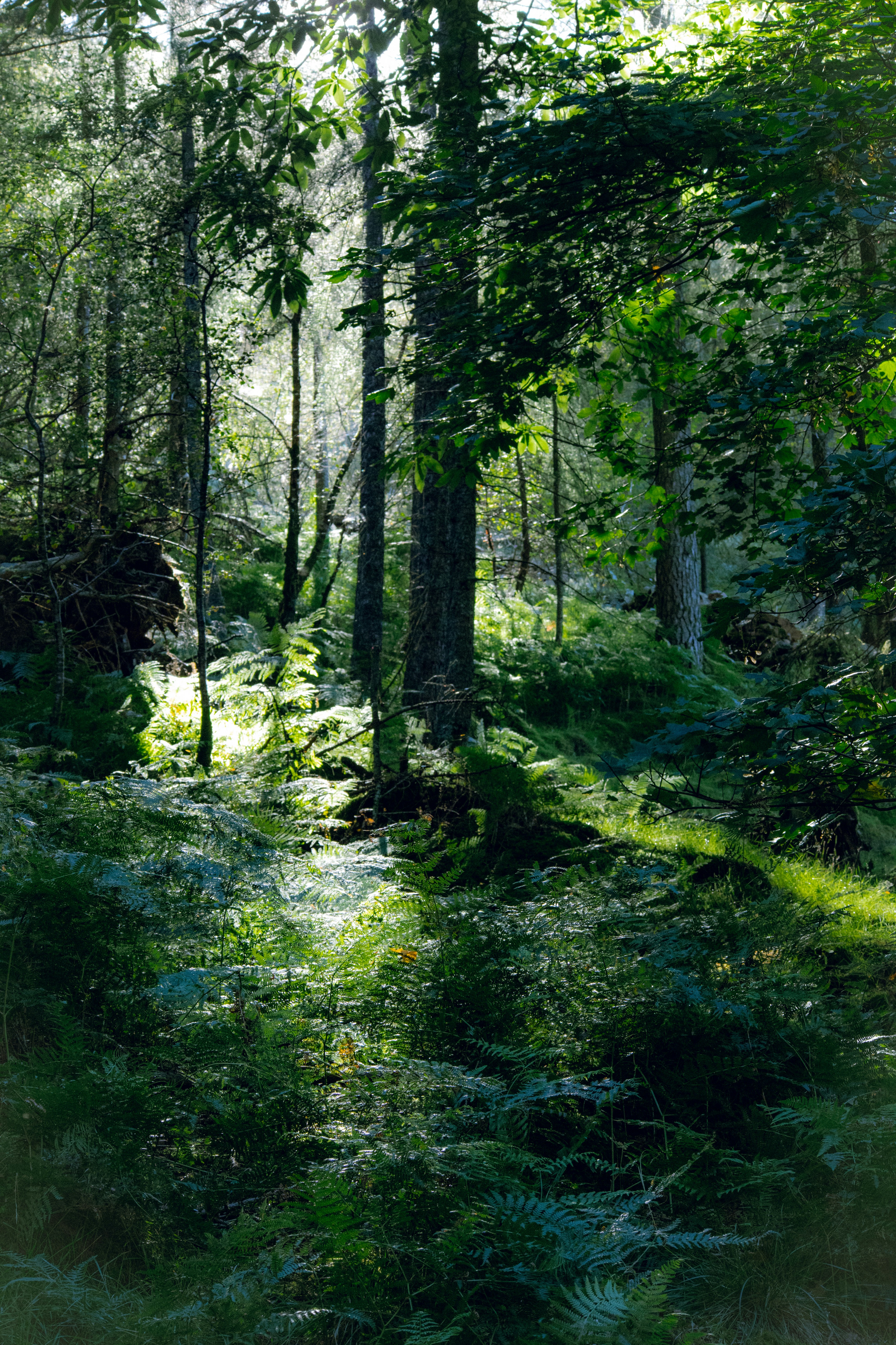 Photo by matchaforest