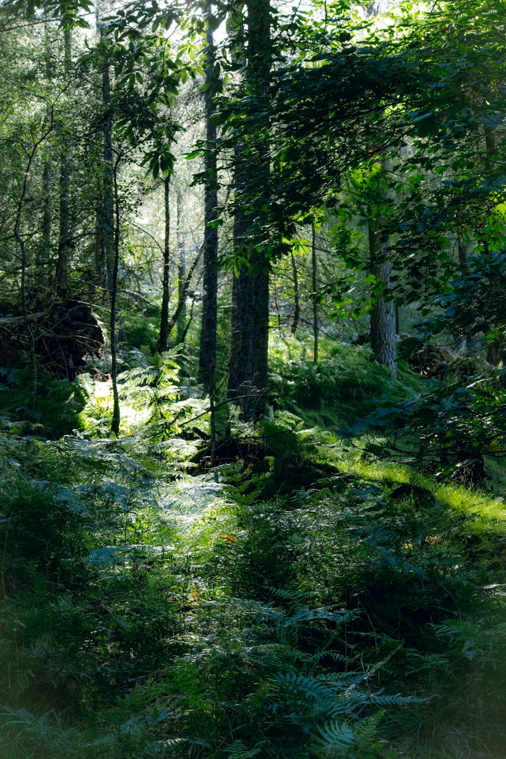 um riacho em uma floresta