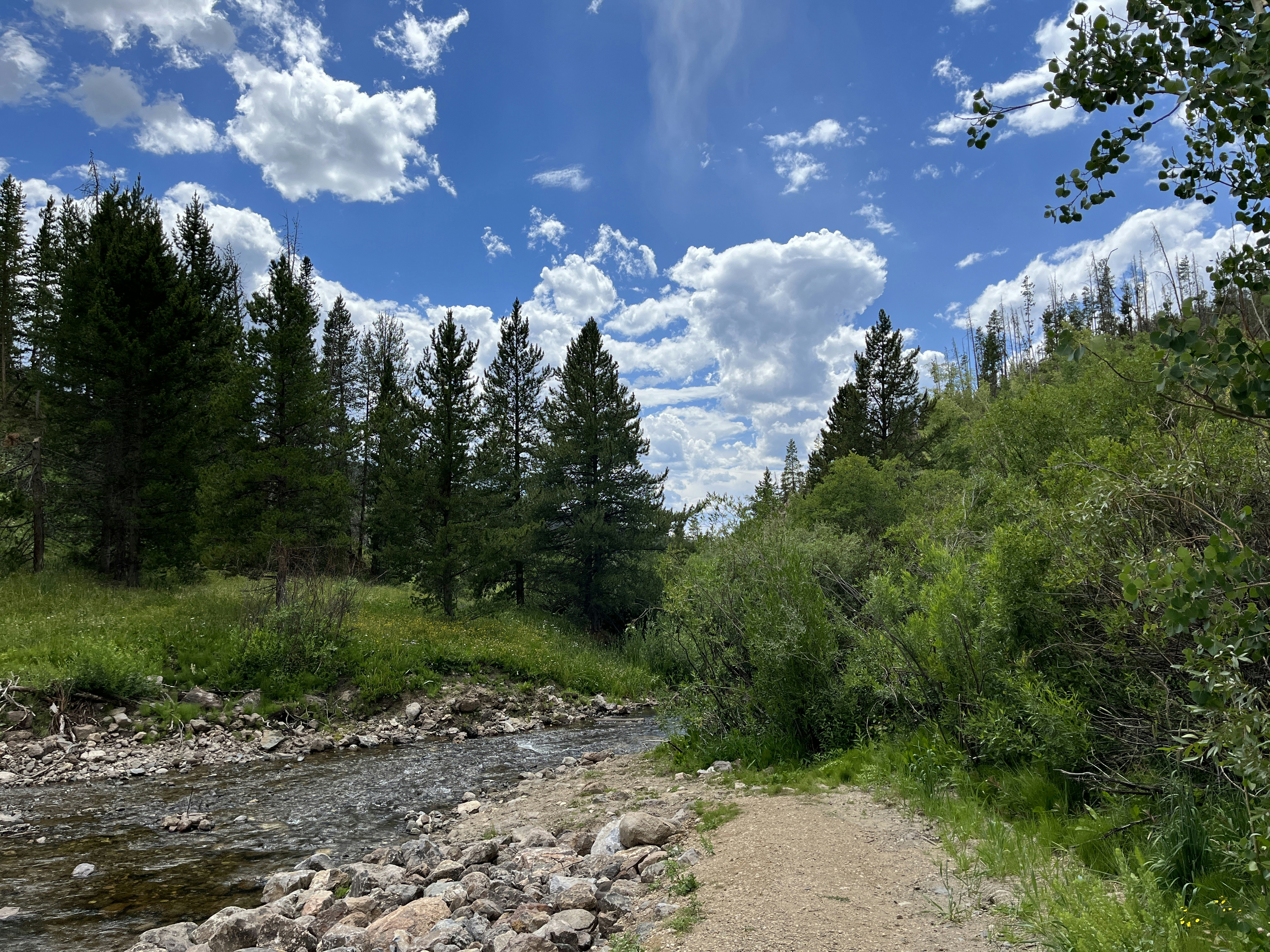 a dirt road with trees on either side of it