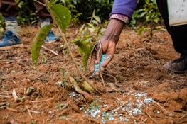 A person is applying blue granular fertilizer to the soil around a young plant growing in a field. The scene includes close-up details of the hand, plant, and ground, with the earth-rich soil and small bits of green vegetation visible. The person is wearing a blue jacket and brown shoes, and their posture suggests careful tending to the plant.