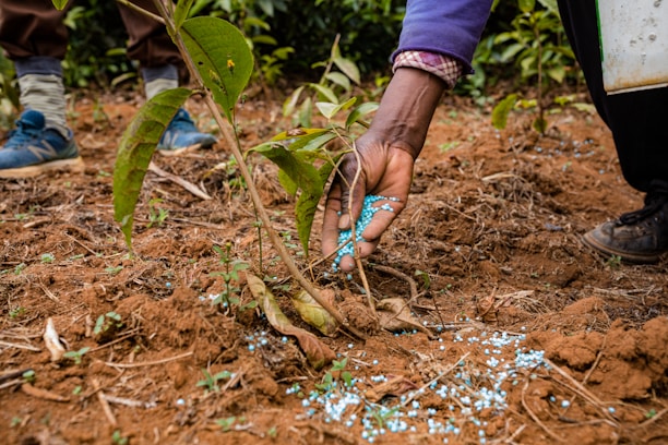 A person is applying blue granular fertilizer to the soil around a young plant growing in a field. The scene includes close-up details of the hand, plant, and ground, with the earth-rich soil and small bits of green vegetation visible. The person is wearing a blue jacket and brown shoes, and their posture suggests careful tending to the plant.