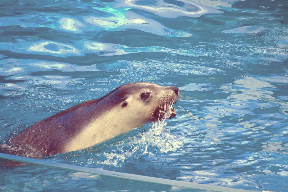 a seal in the water