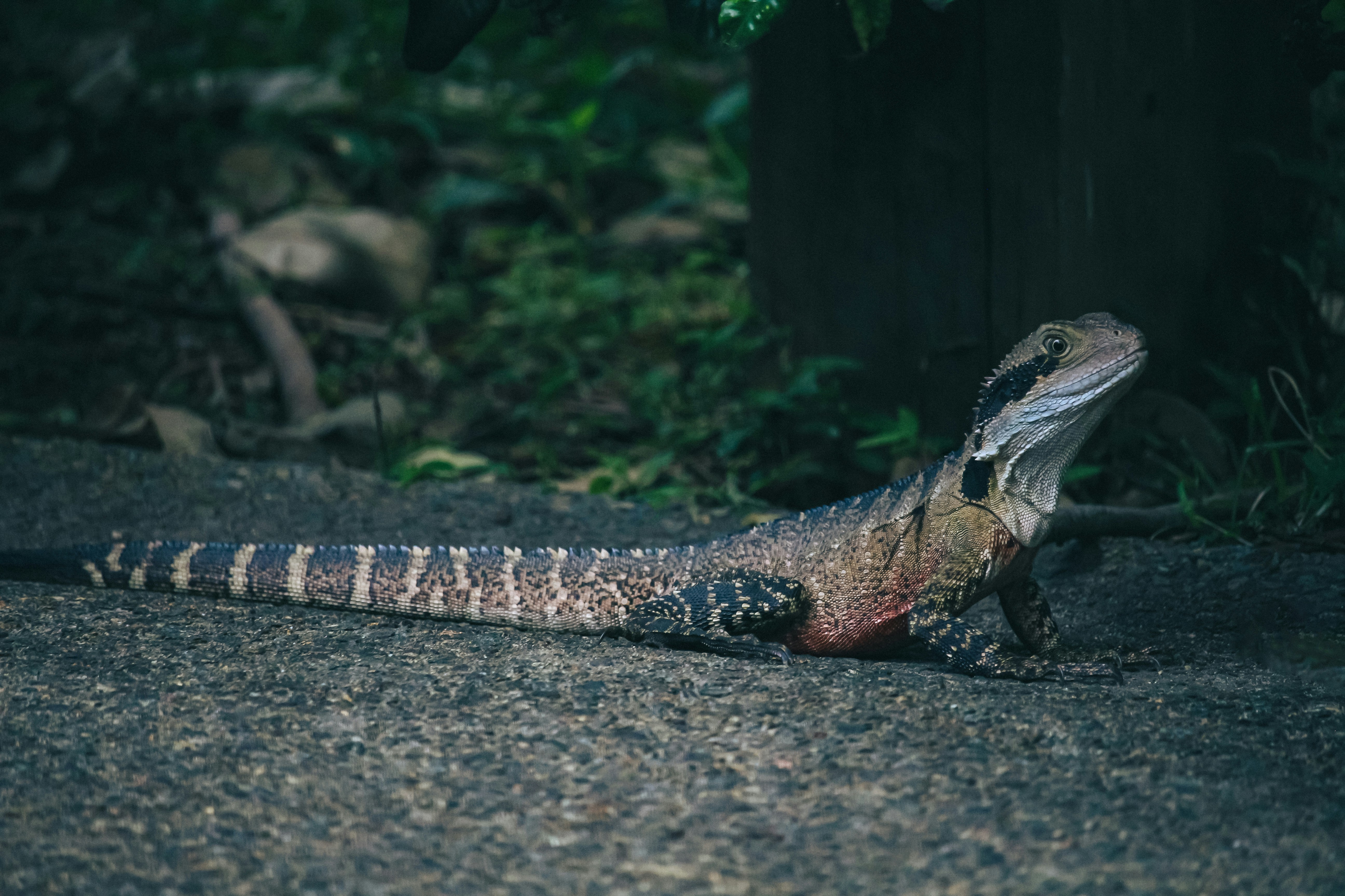 a lizard on a rock
