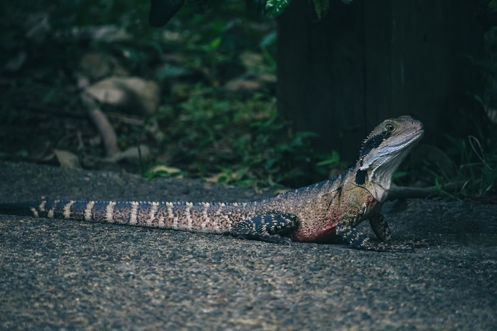 a lizard on a rock