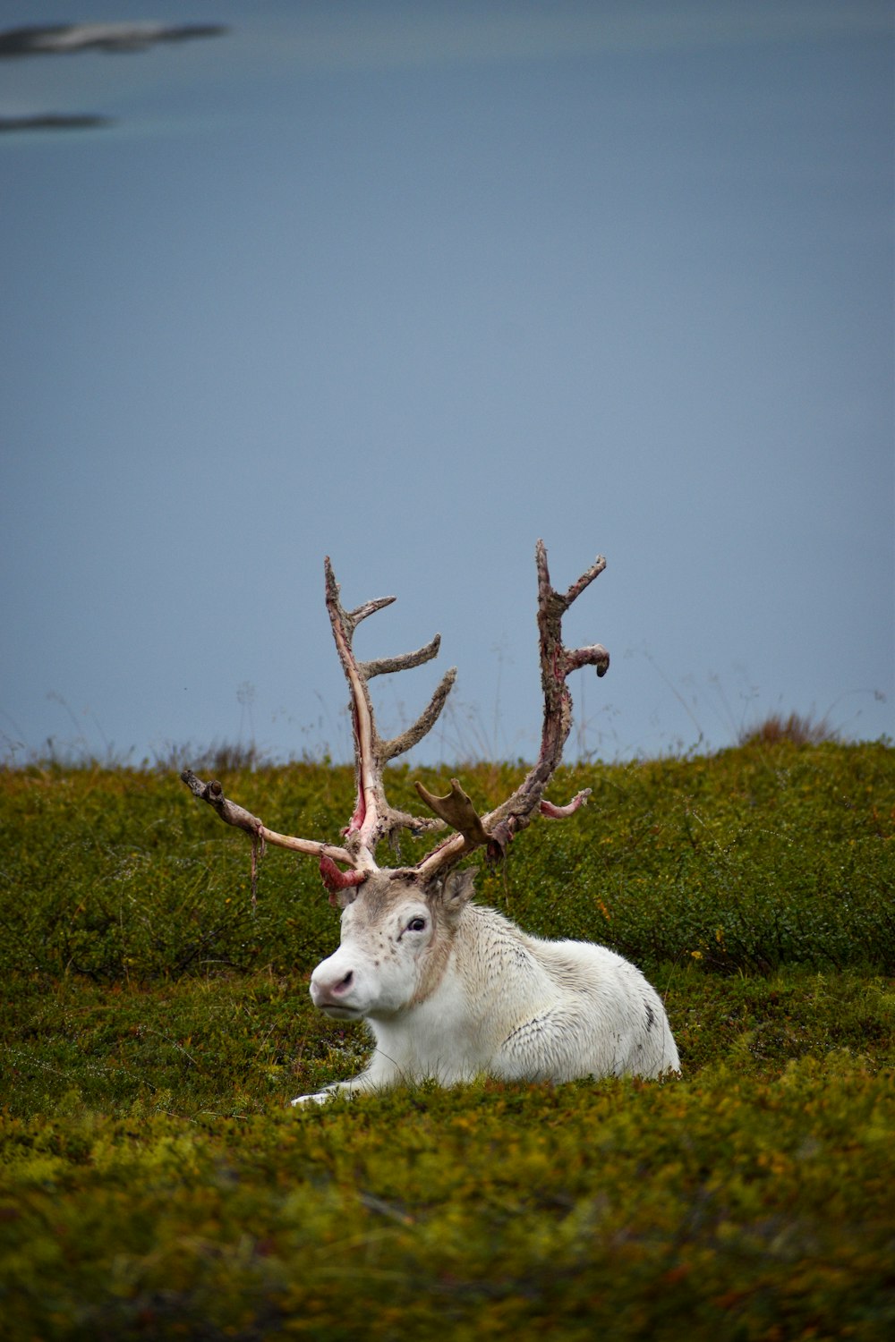 a white animal with antlers lying on grass by water