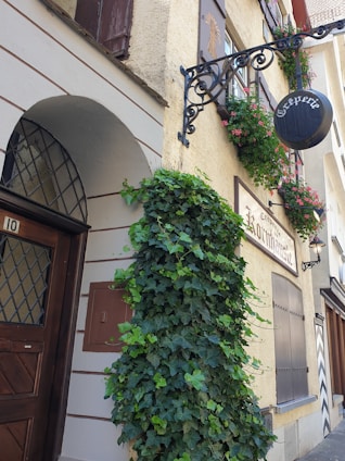a building with plants growing on the side