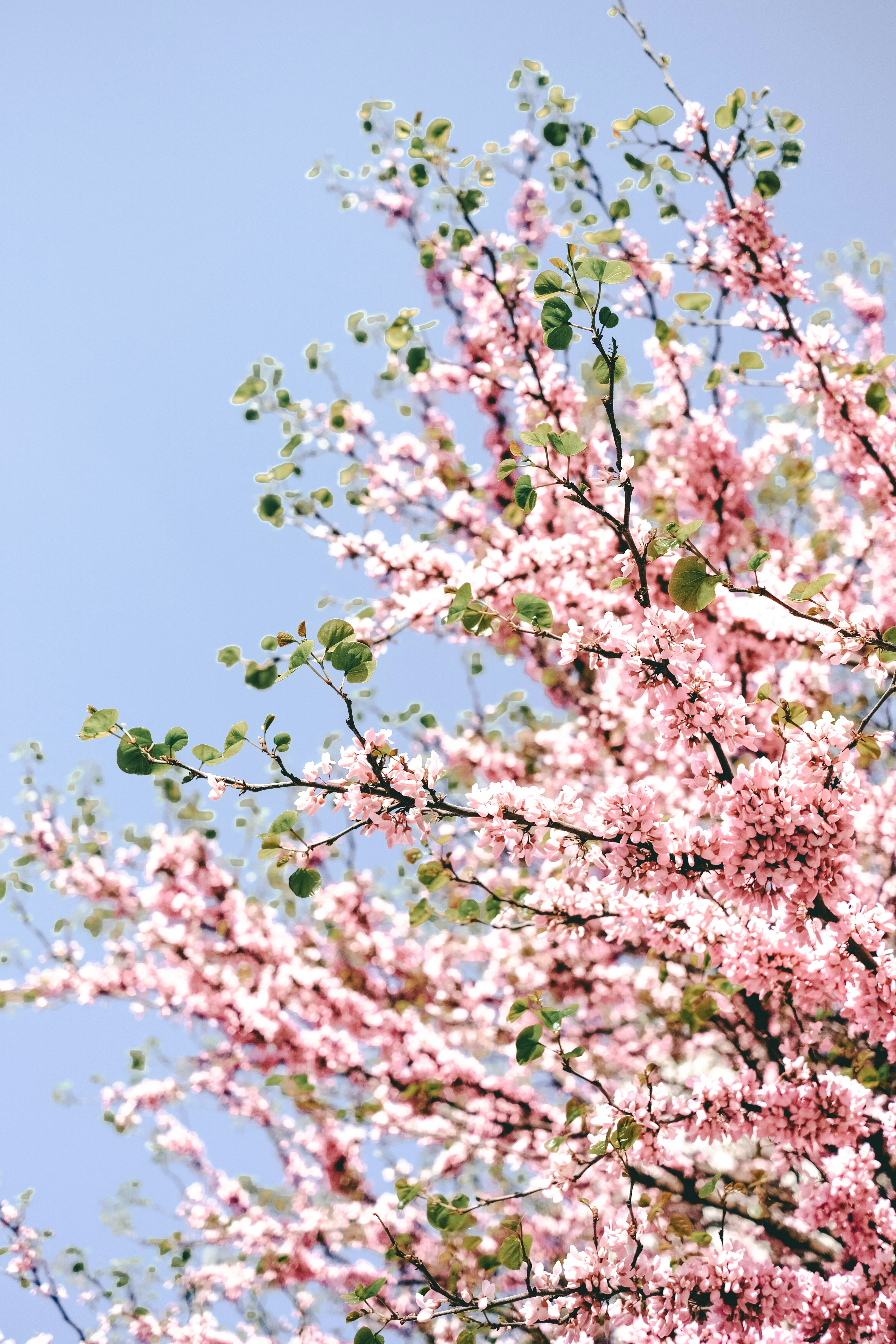a tree with pink flowers