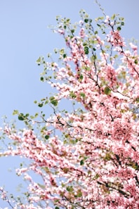 a tree with pink flowers