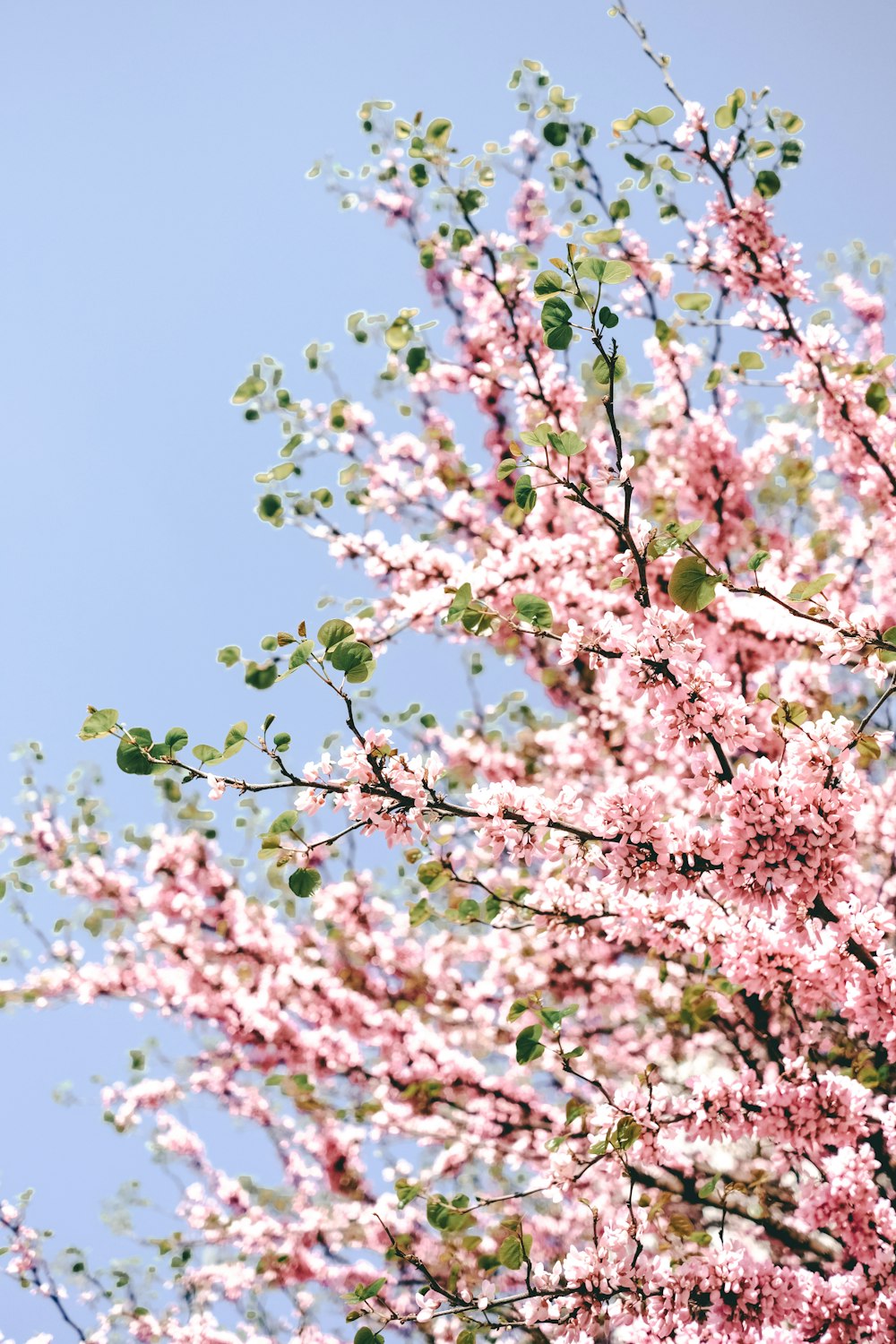 Ein Baum mit rosa Blüten