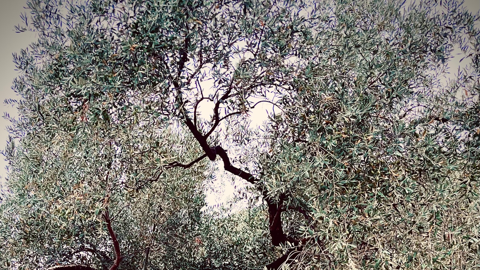 Exploring the Feasibility of Growing Olive Trees in Colder Climates