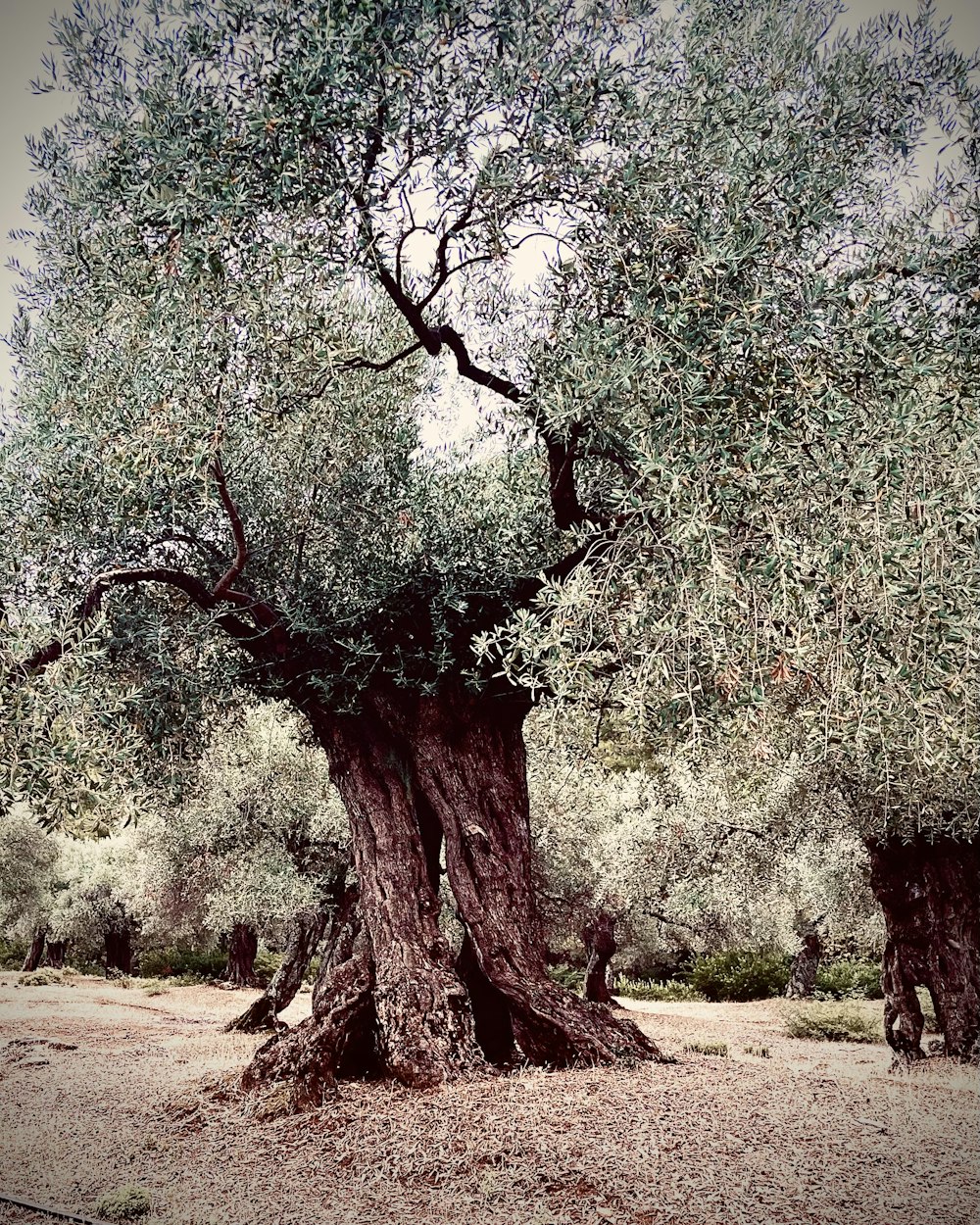 a large tree with many branches