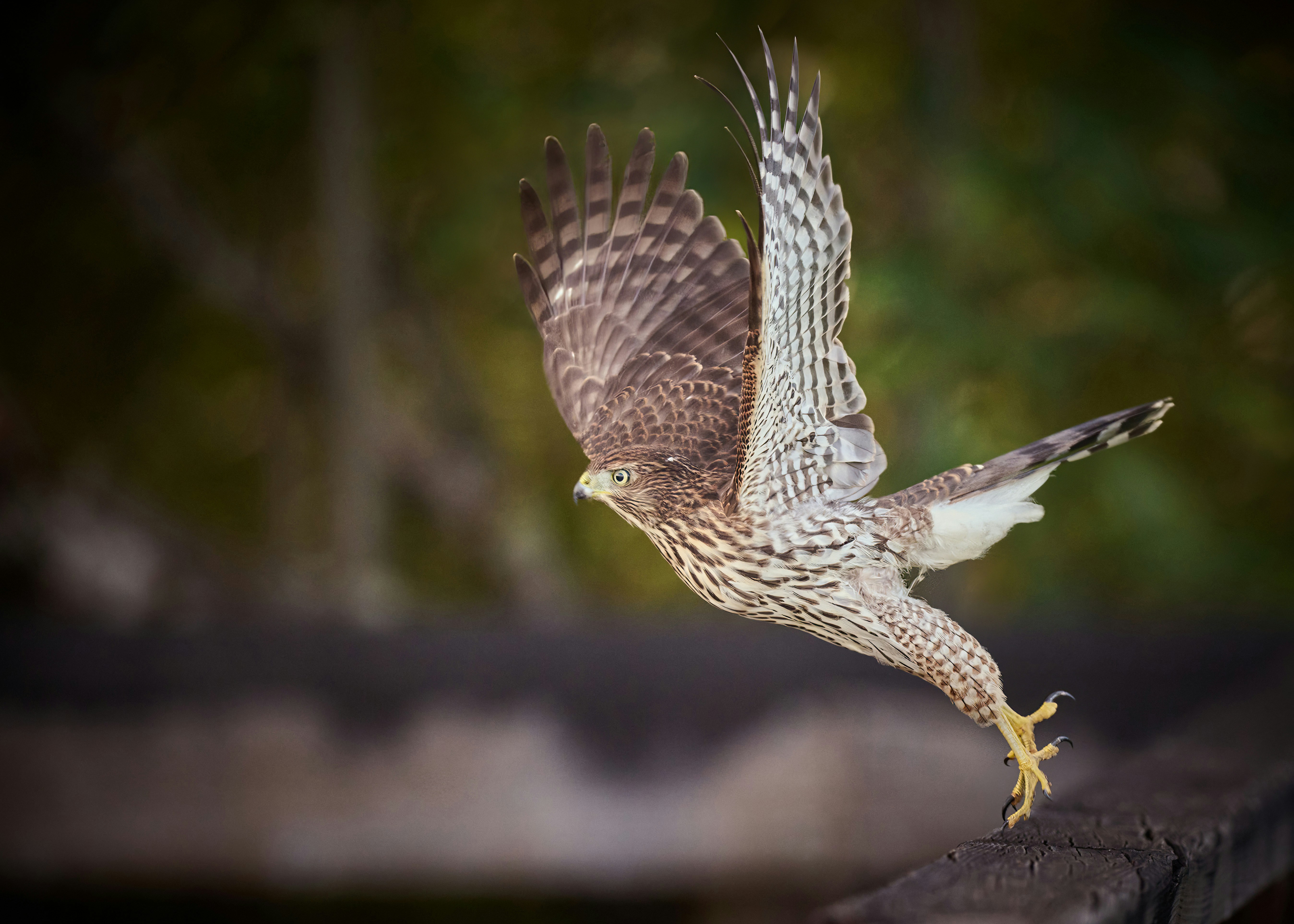 Cooper's hawk taking flight.