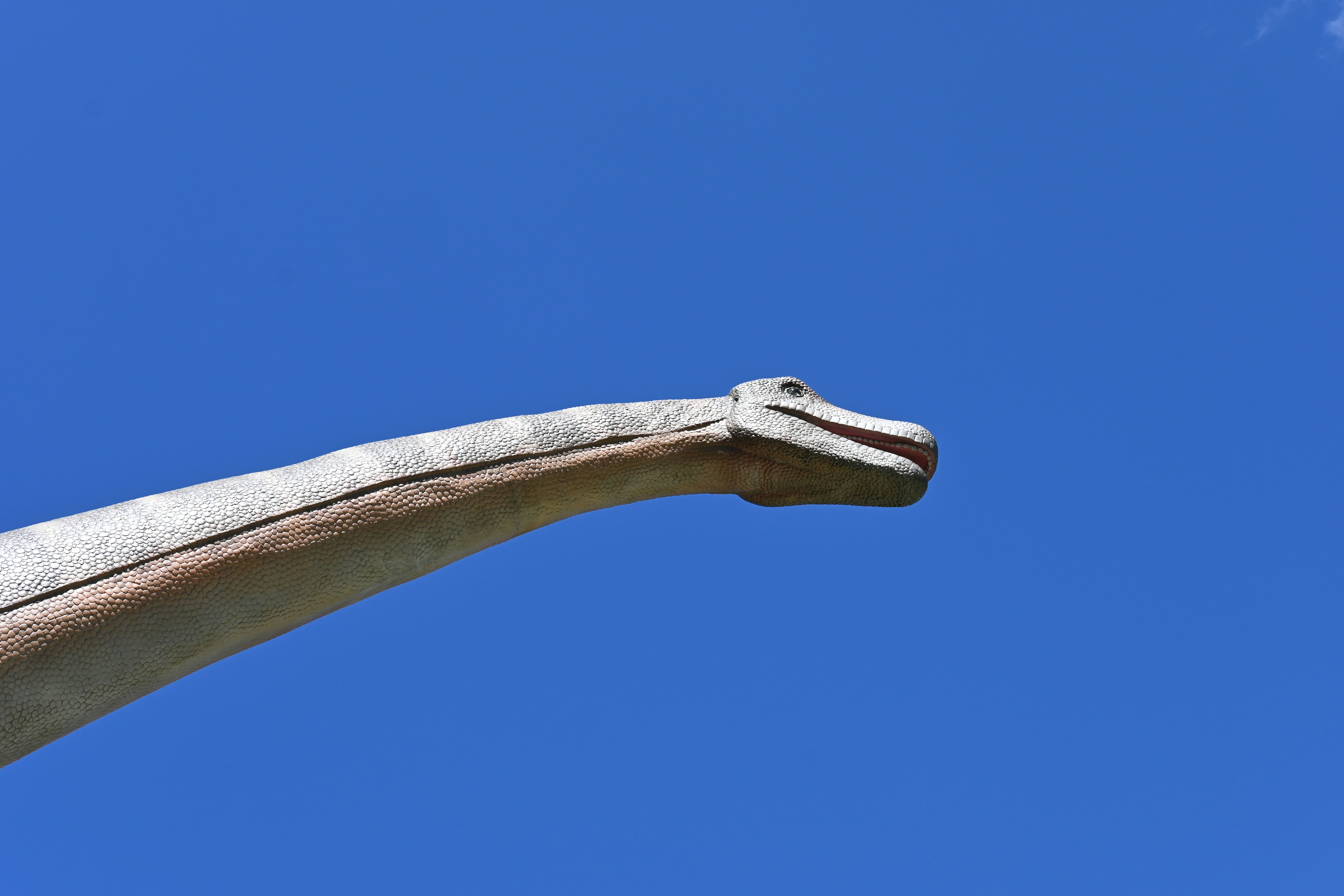 Un pájaro volando en el cielo