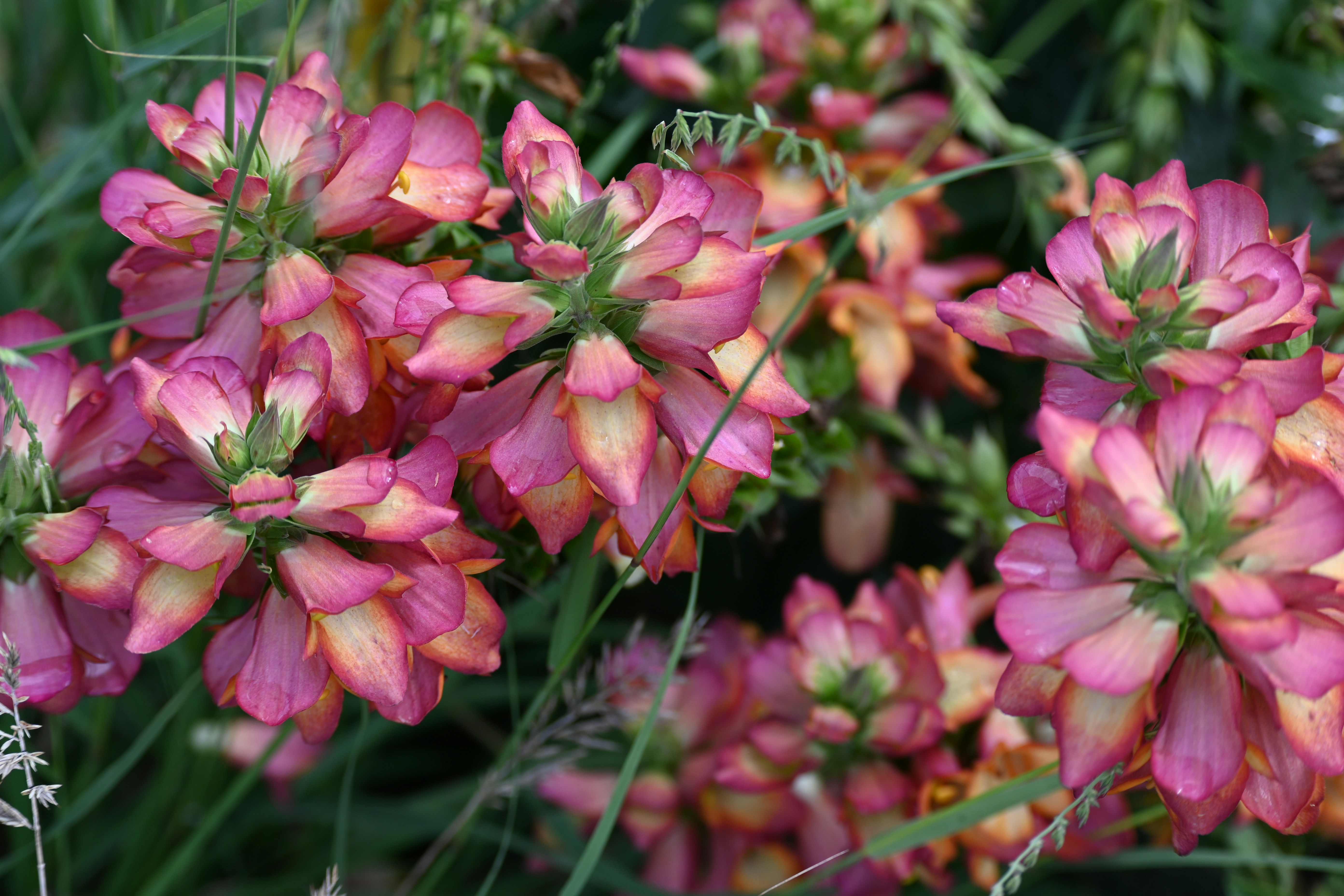 Un primer plano de una flor