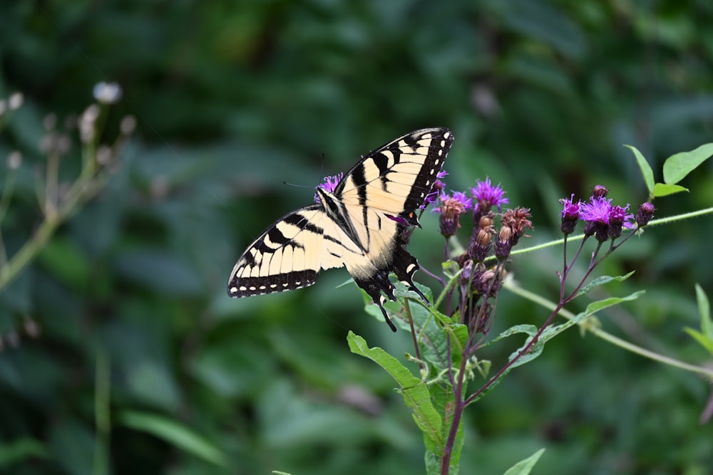 a butterfly on a flower