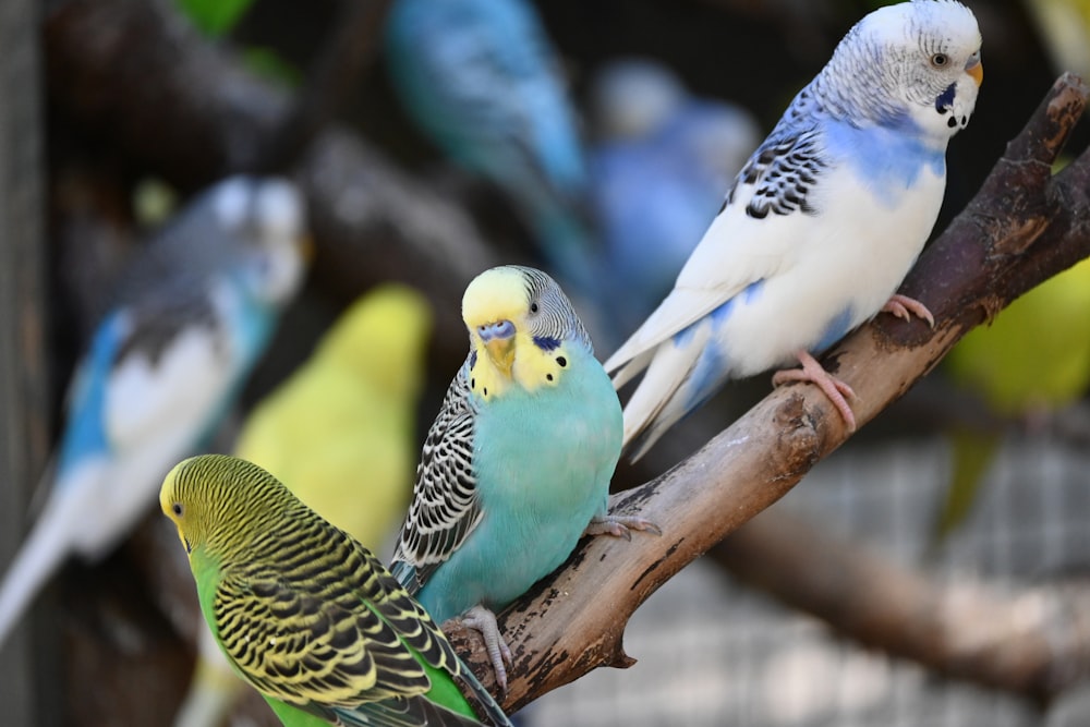 a group of birds on a tree branch