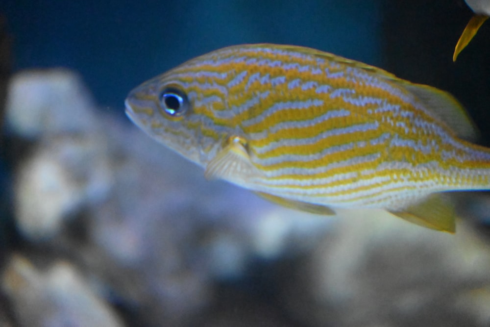 a yellow fish swimming