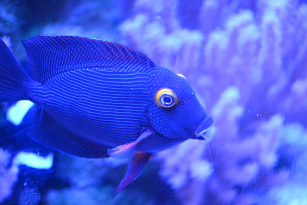 a blue fish swimming