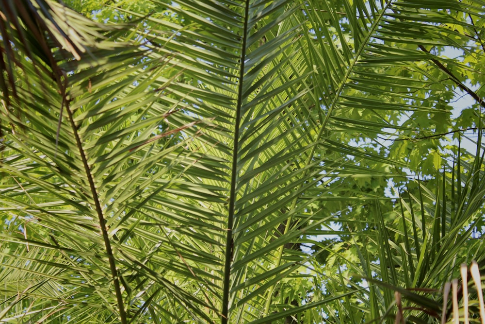 a close-up of some palm trees