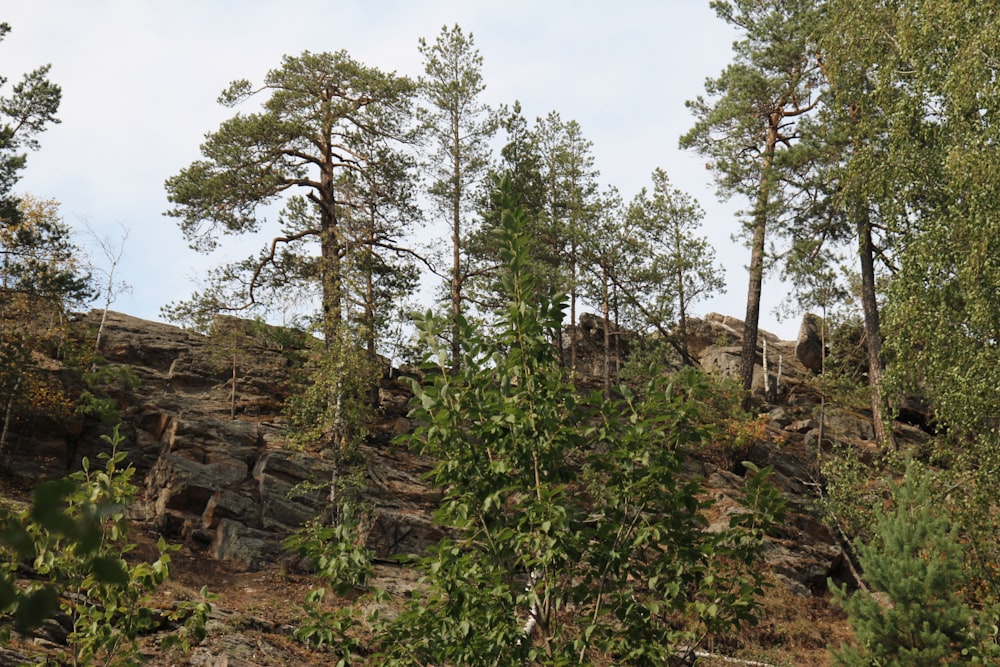 a rocky hillside with trees