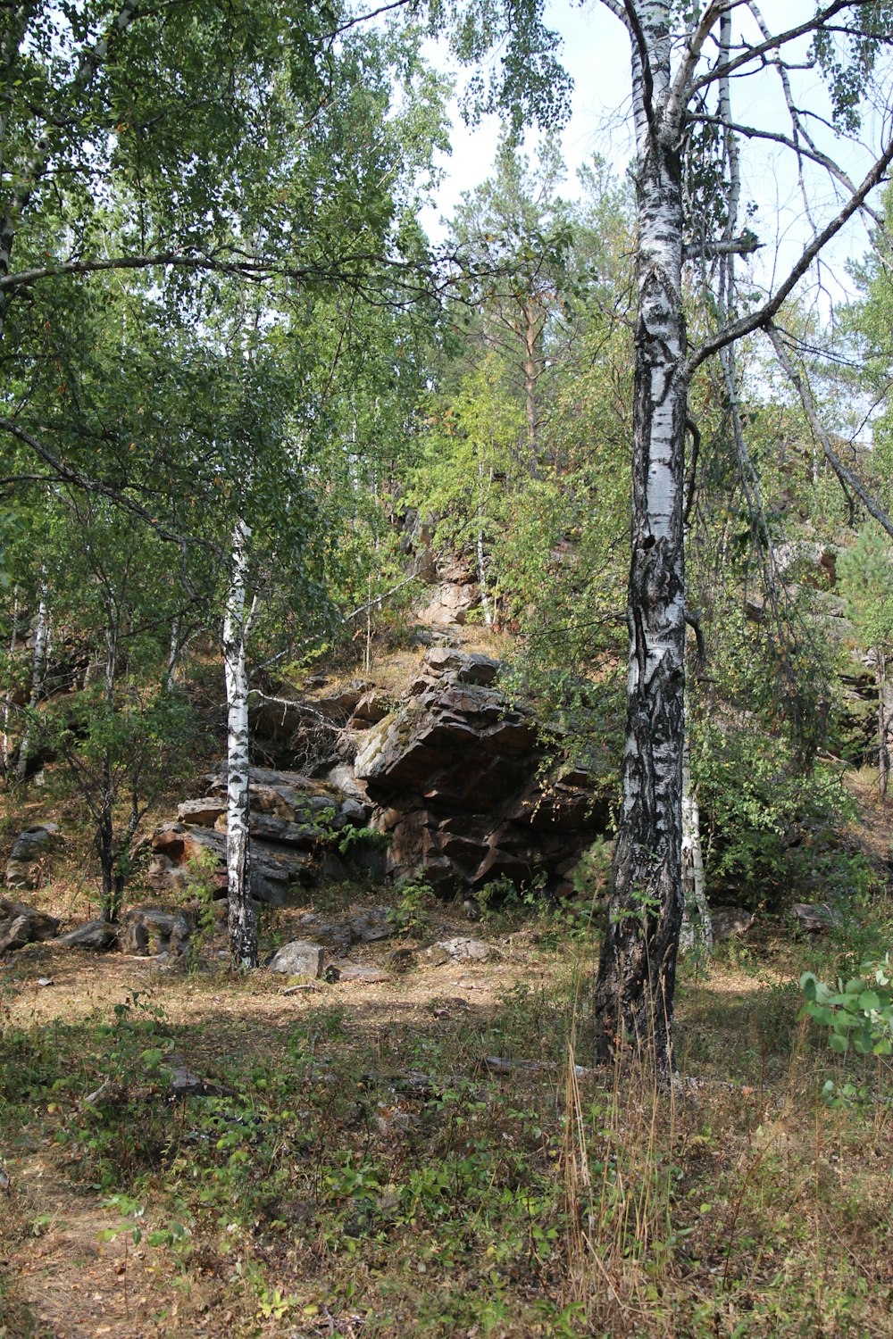 Un gros rocher au milieu d’une forêt