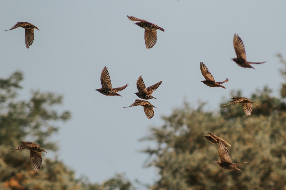 a flock of seagulls flying in the sky