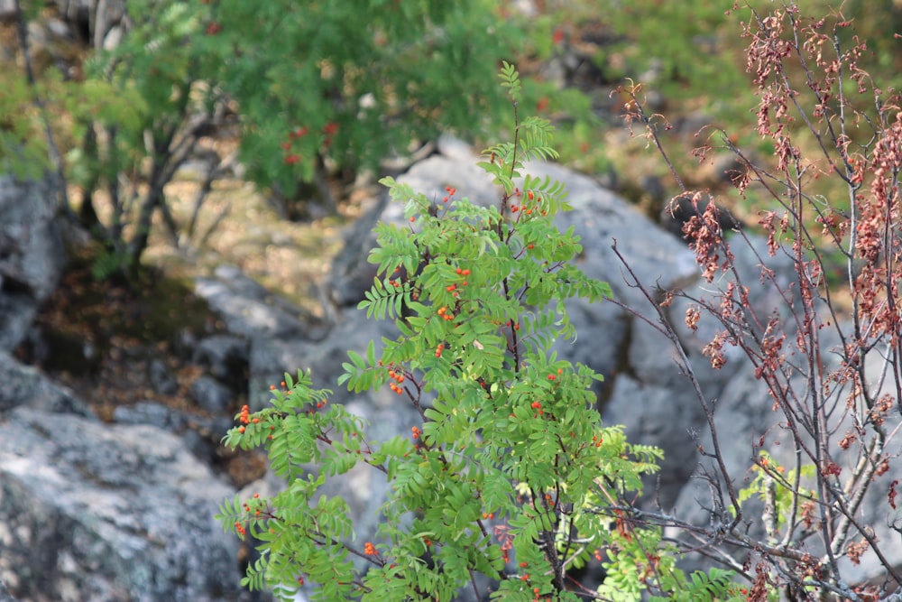 a close-up of some plants