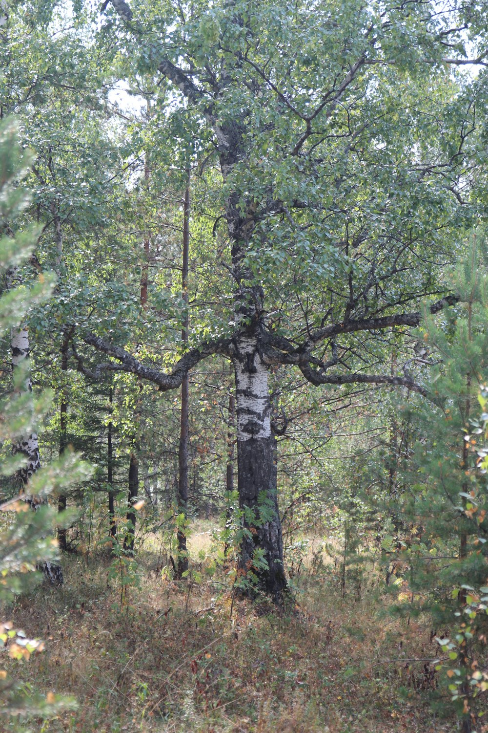 a tree with many branches