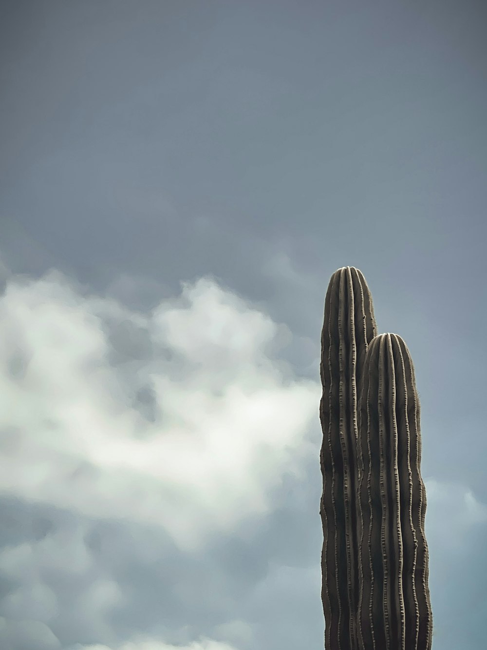 Un cactus in un cielo nuvoloso blu