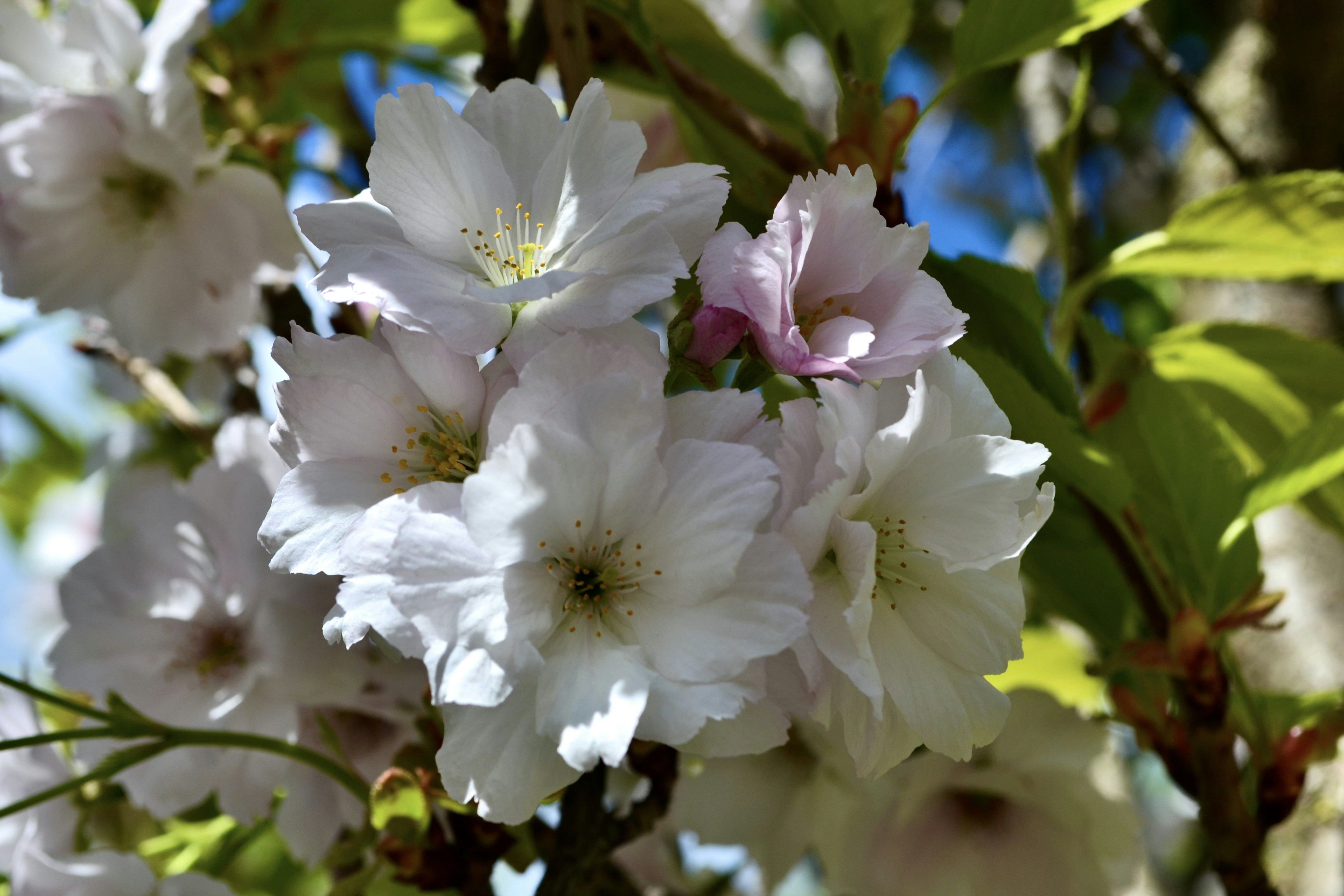 a close up of white flowers