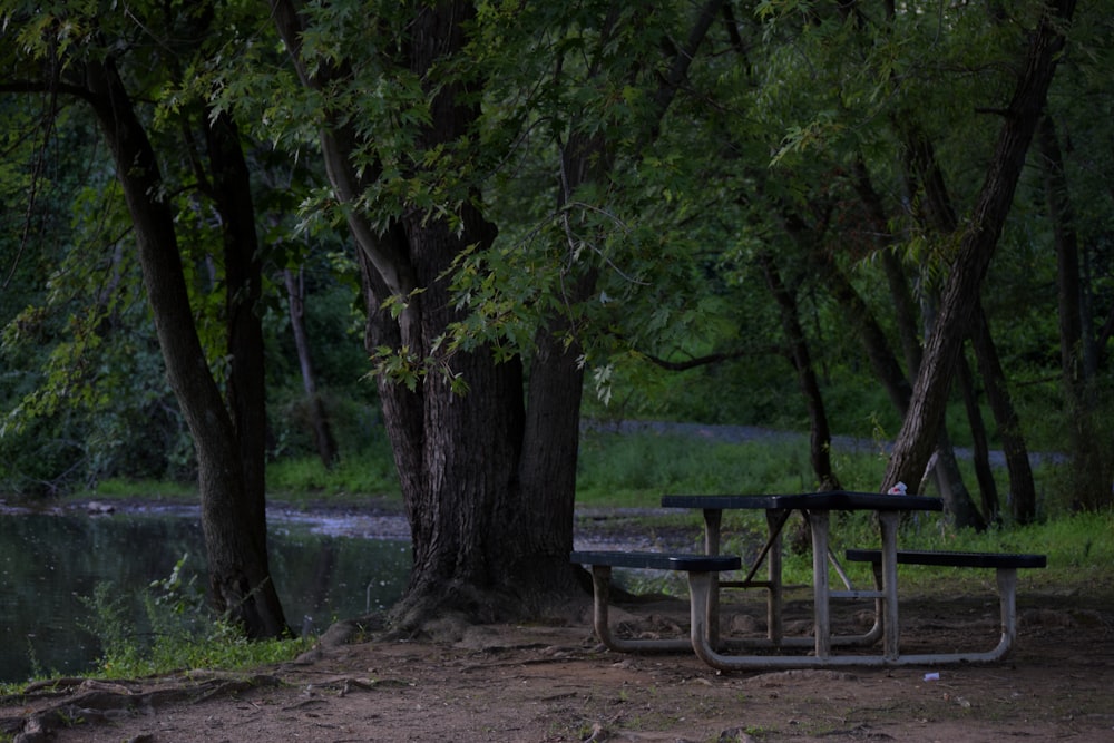 a picnic table sits under a tree