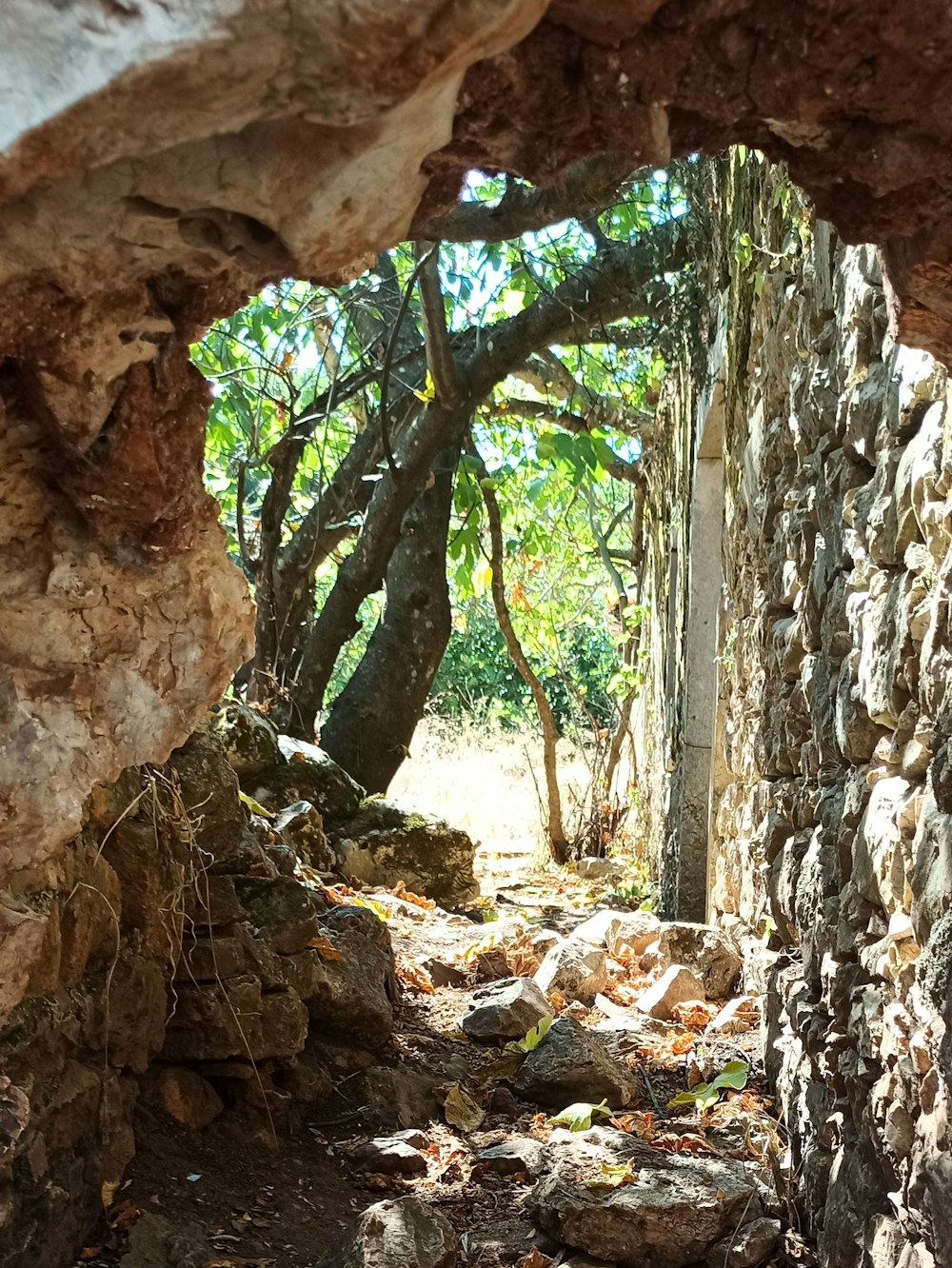 uma caverna com uma árvore