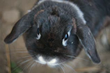 Close-up of a pristine New Zealand White rabbit with soft fur and bright eyes in natural light.