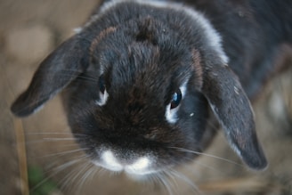 A close-up of a dark brown rabbit with a white nose, looking directly at the camera. Its fur appears soft and slightly tousled, with prominent ears. The background is a soft blur, drawing focus to the rabbit's expressive eyes and detailed fur.