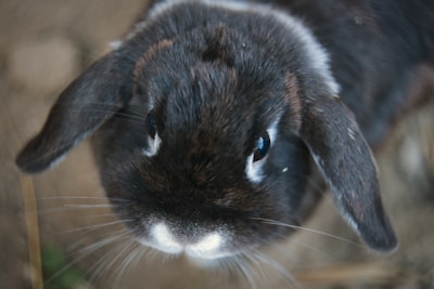 A close-up of a dark brown rabbit with a white nose, looking directly at the camera. Its fur appears soft and slightly tousled, with prominent ears. The background is a soft blur, drawing focus to the rabbit's expressive eyes and detailed fur.