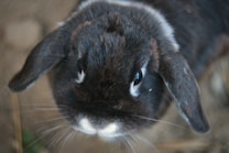 A close-up of a dark brown rabbit with a white nose, looking directly at the camera. Its fur appears soft and slightly tousled, with prominent ears. The background is a soft blur, drawing focus to the rabbit's expressive eyes and detailed fur.