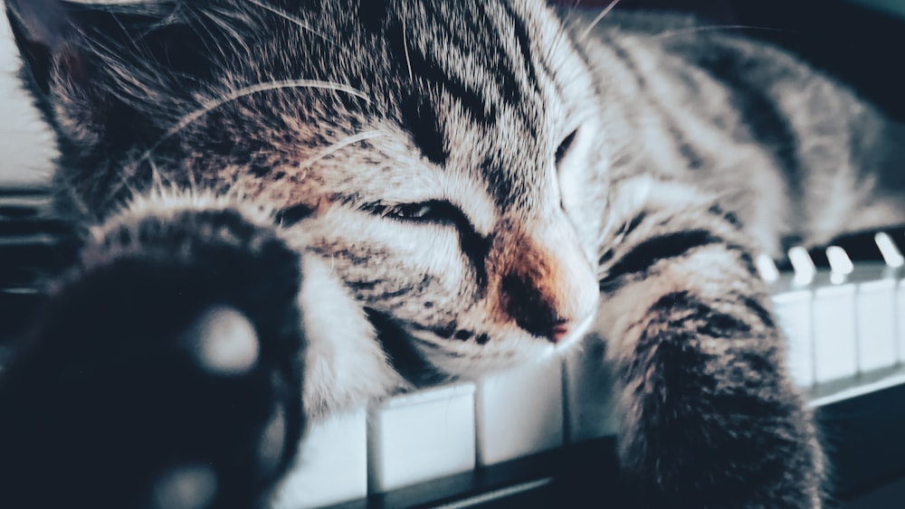 a cat lying on a table