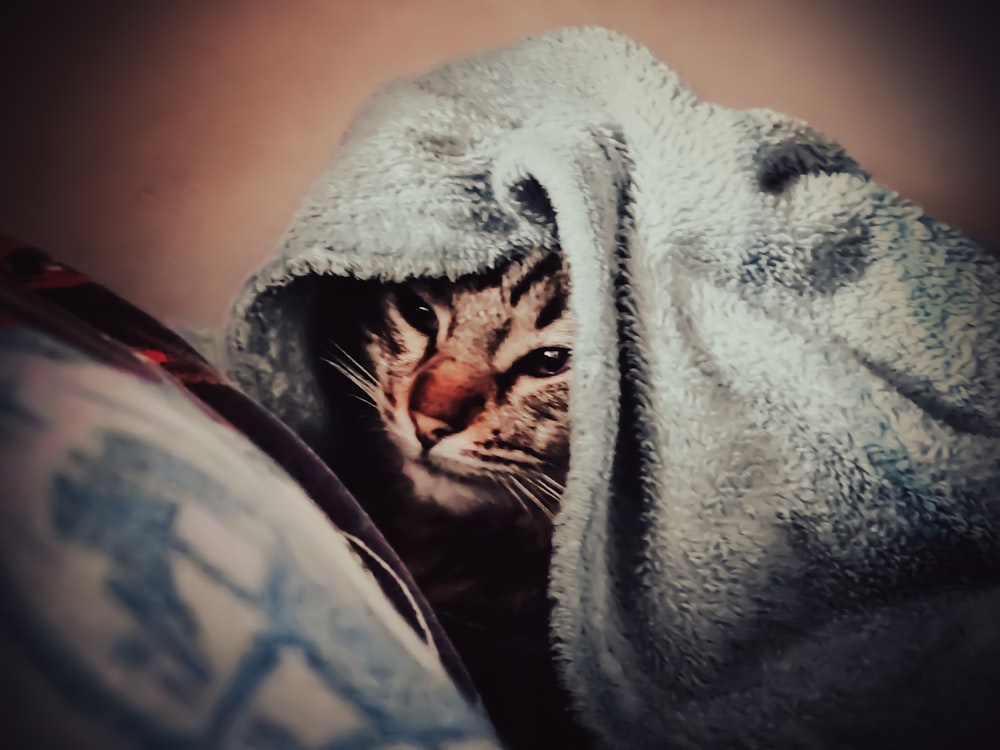 a cat wrapped in a blanket